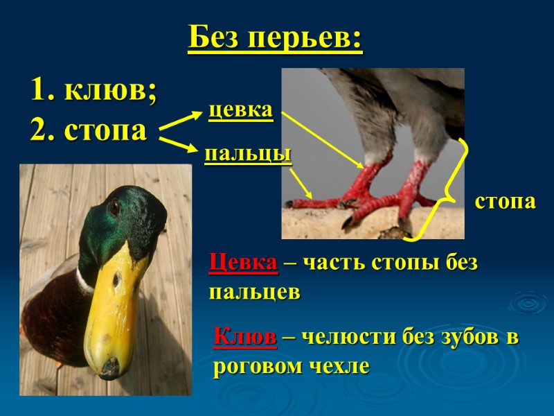 Без перьев: 1. клюв; 2. стопа стопа цевка пальцы Цевка – часть стопы без